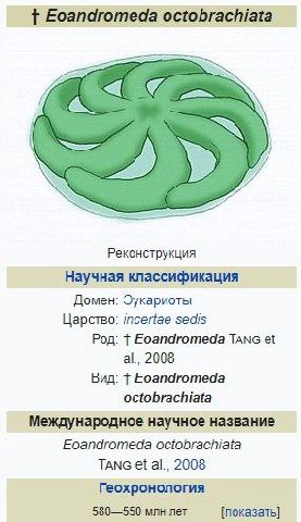 Eoandromeda octobrachiata Реконструкция Научная классификация Домен: Эукариоты Царство: incertae sedis Род: Eoandromeda TAnc 2008 Вид: Eoandromeda octobrachiata Международное научное название Eoandrom
