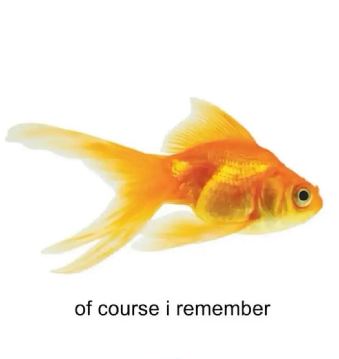 of course i remember