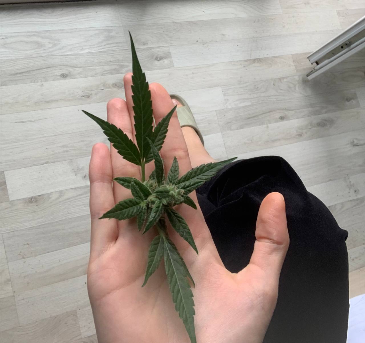 цветы для всех наших дам🥰🤗🤗😗😗