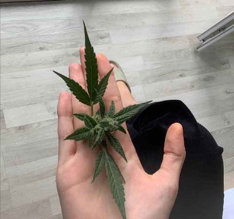 цветы для всех наших дам🥰🤗🤗😗😗