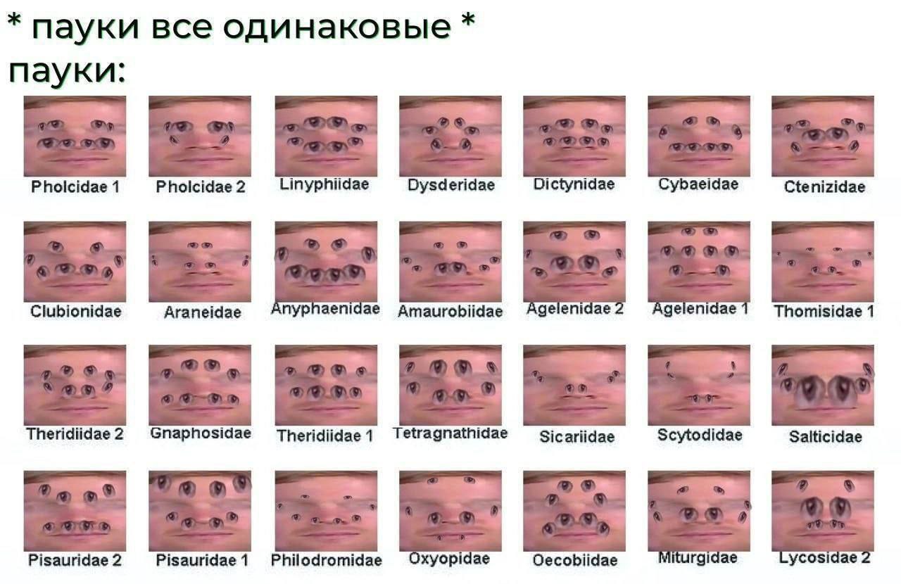 пауки все одинаковые пауки: Pholcidae 1 Pholcidae 2 Linyphiidae Dysderidae Dictynidae Cybaeidae Ctenizidae Clubionidae Araneidae пурпаетаае Amaurobiidae geleni eleniaae Thomisidae 1 Theridiidae 2 Gnap