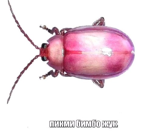 Подписчицы кто