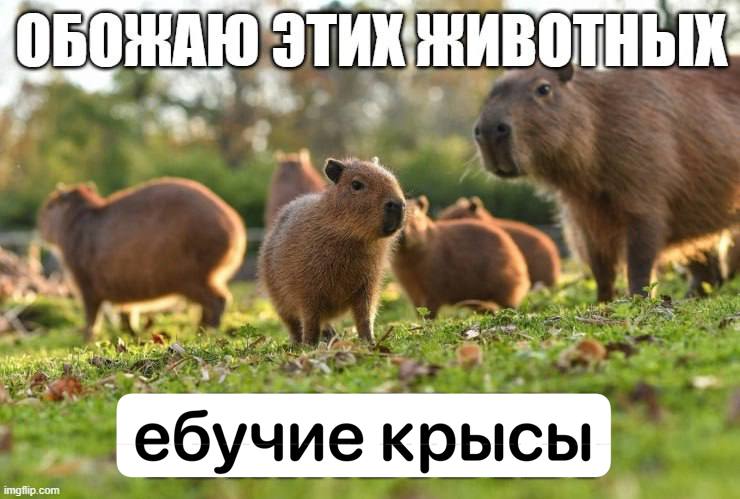 А ебучие крысы