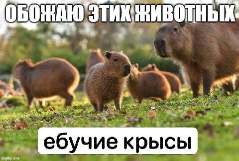 А ебучие крысы