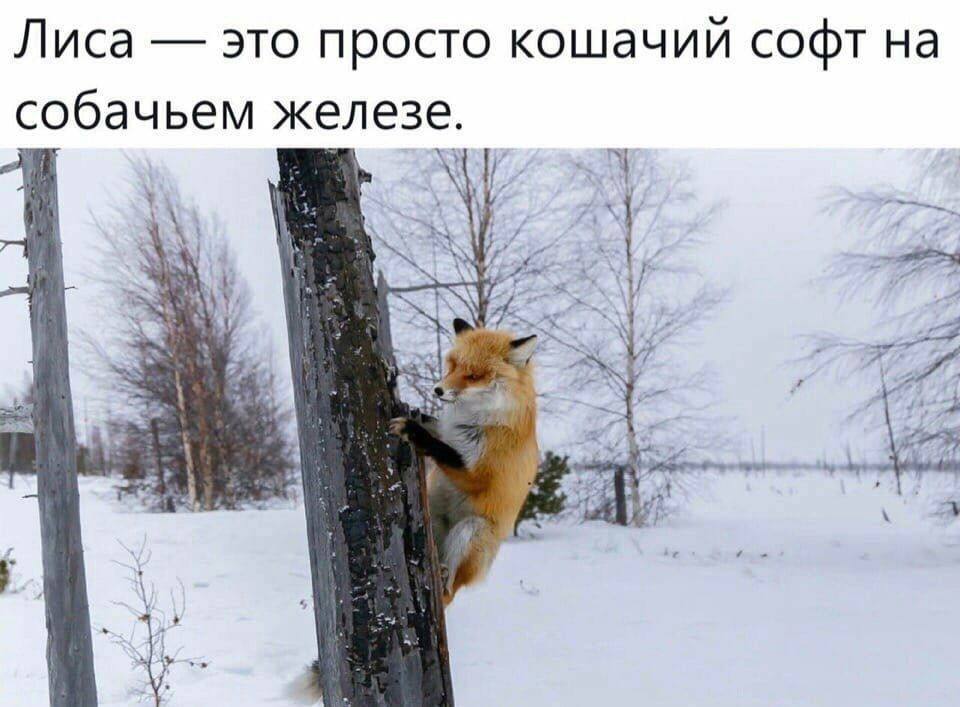 Лиса это просто кошачий софт на железе.