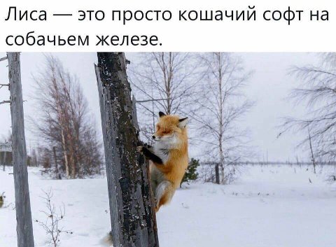Лиса это просто кошачий софт на железе.