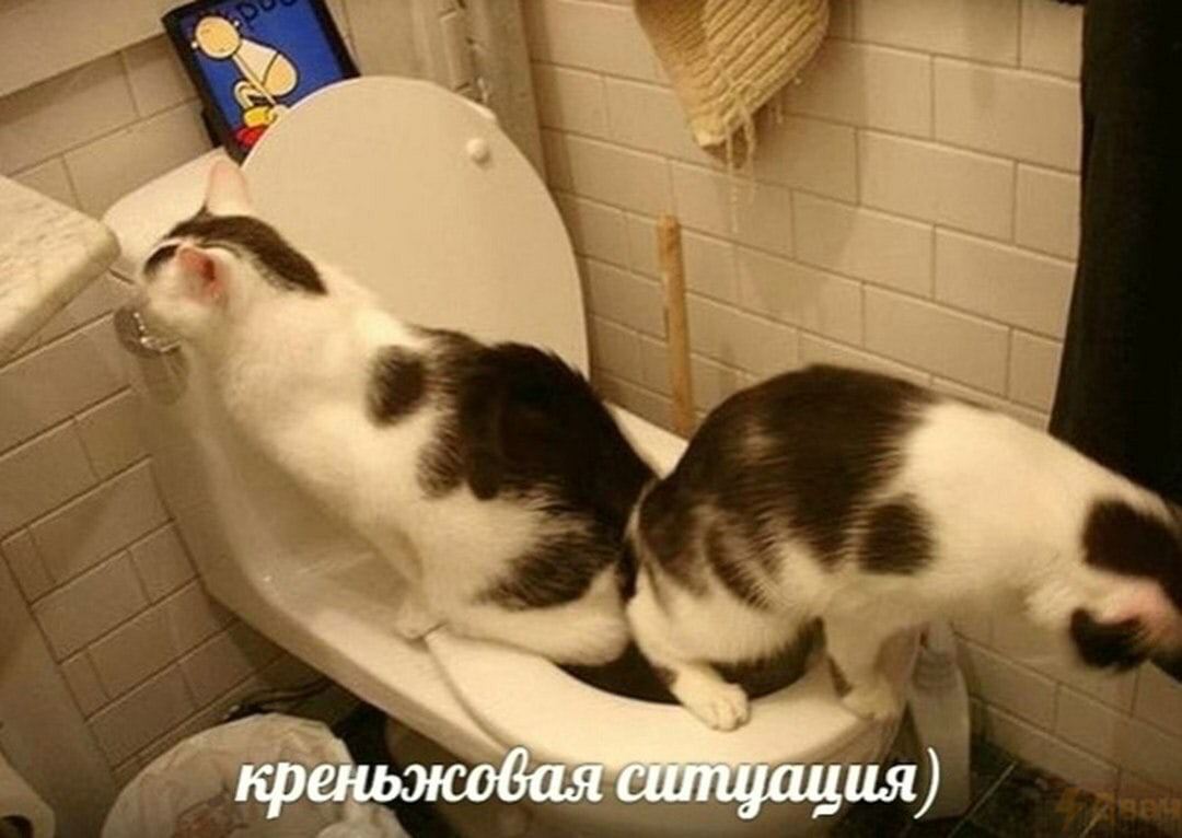креньжовая ситцация)