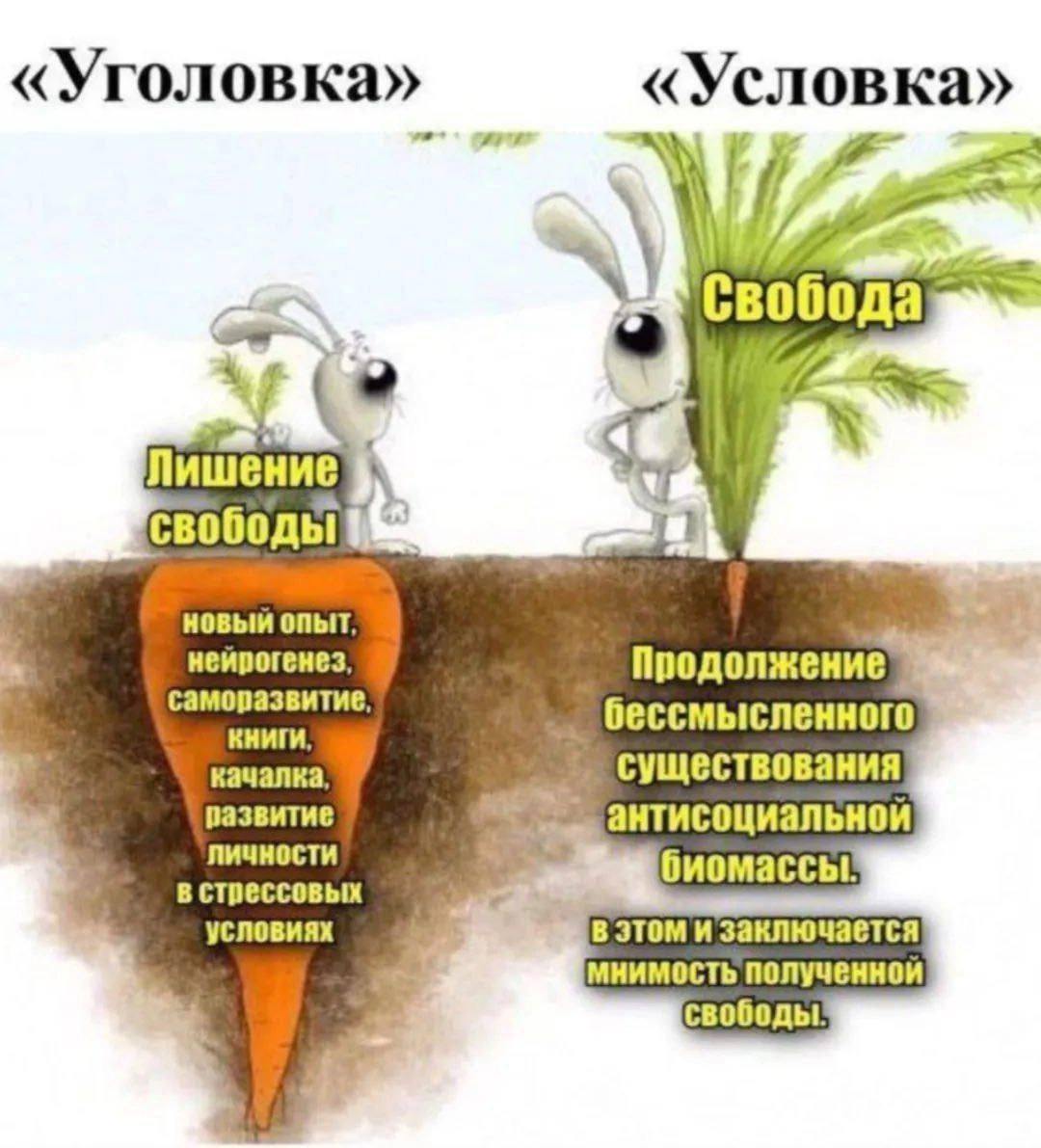 «Уголовка» «Условка» (4 4 Свобода aes Лишение свободы новый опыт неирогенез Продолжение саморазвитие бессмысленного книги качалка существования развитие антисоциальнои Личности биомассы в стрессовых у