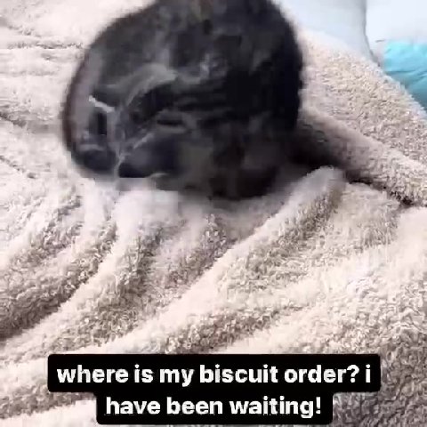 ei, where is my biscuit макс i Pie ой have been waiting! Peres