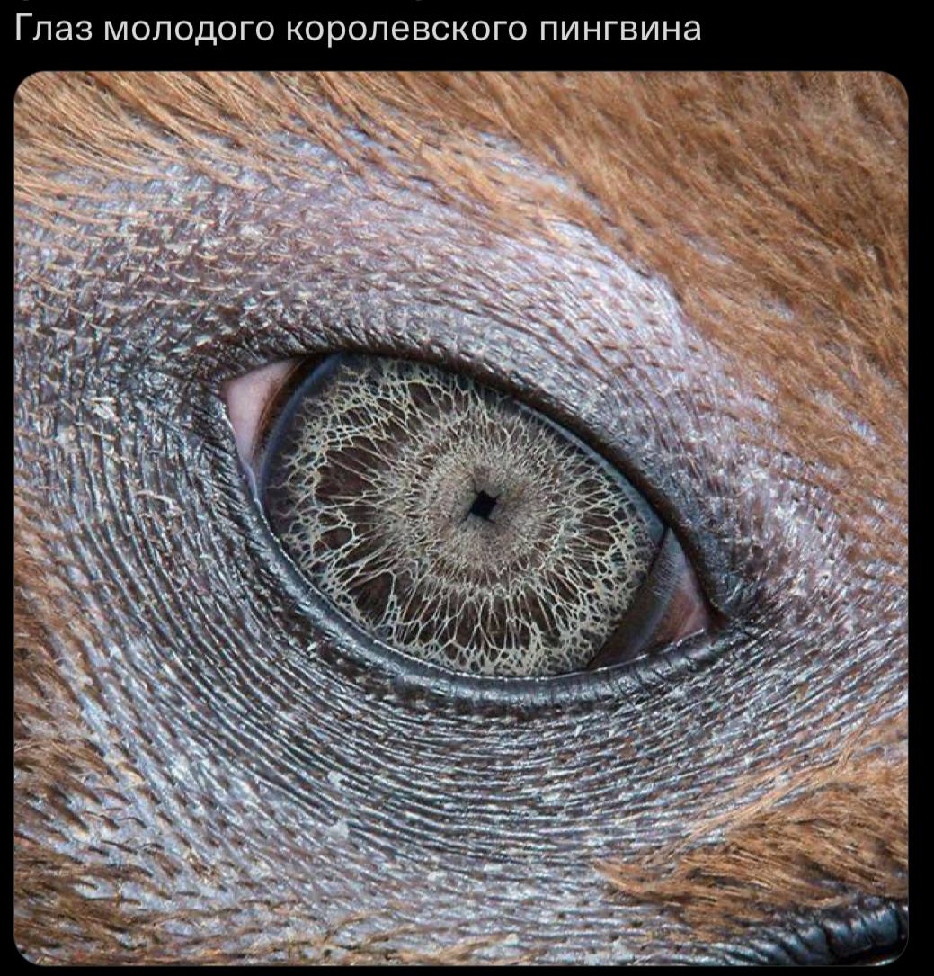 Глаз молодого королевского пингвина a