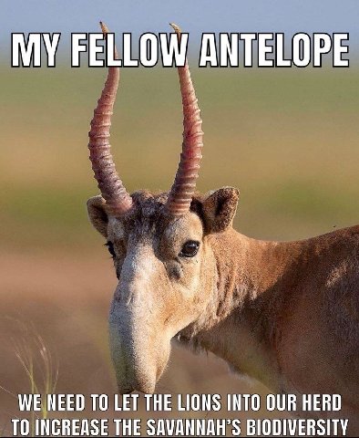 MY FELL ANTELOPE WE NEED ТО LET THE LIONS INTO OUR HERD TO INCREASE THE SAVANNAH’S BIODIVERSITY