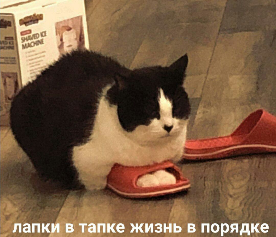 лапки в тапке жизнь в порядке