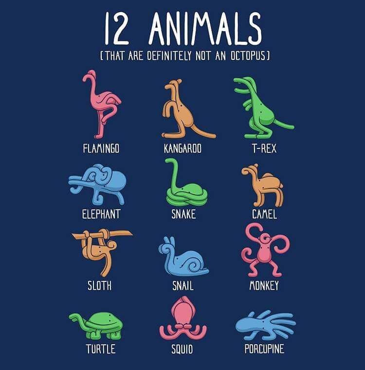 (THAT АВЕ NOT AN OCTOPUS) KANGAROO T-REX ELEPHANT SNAKE CANEL SLOTH SNAIL TURTLE SQUID PORCUPINE