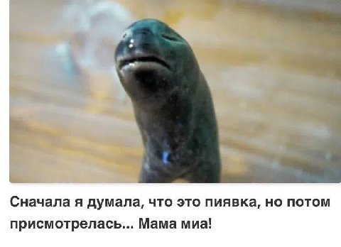 Сначала я думала, что это пиявка, но потом присмотрелась... Мама миа!