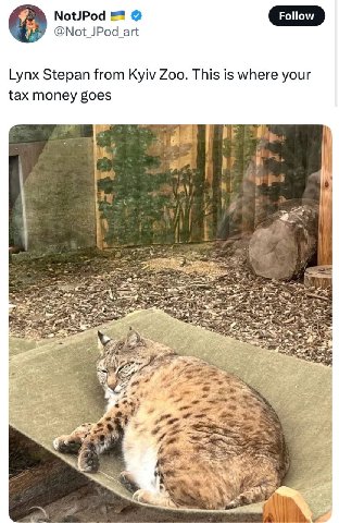Follow @Not JPod art Lynx Stepan from Kyiv Zoo. This is where your tax money goes 4 1 я в 1 5 A 4 2 у 5 or pit 4 Cer 2 AS
