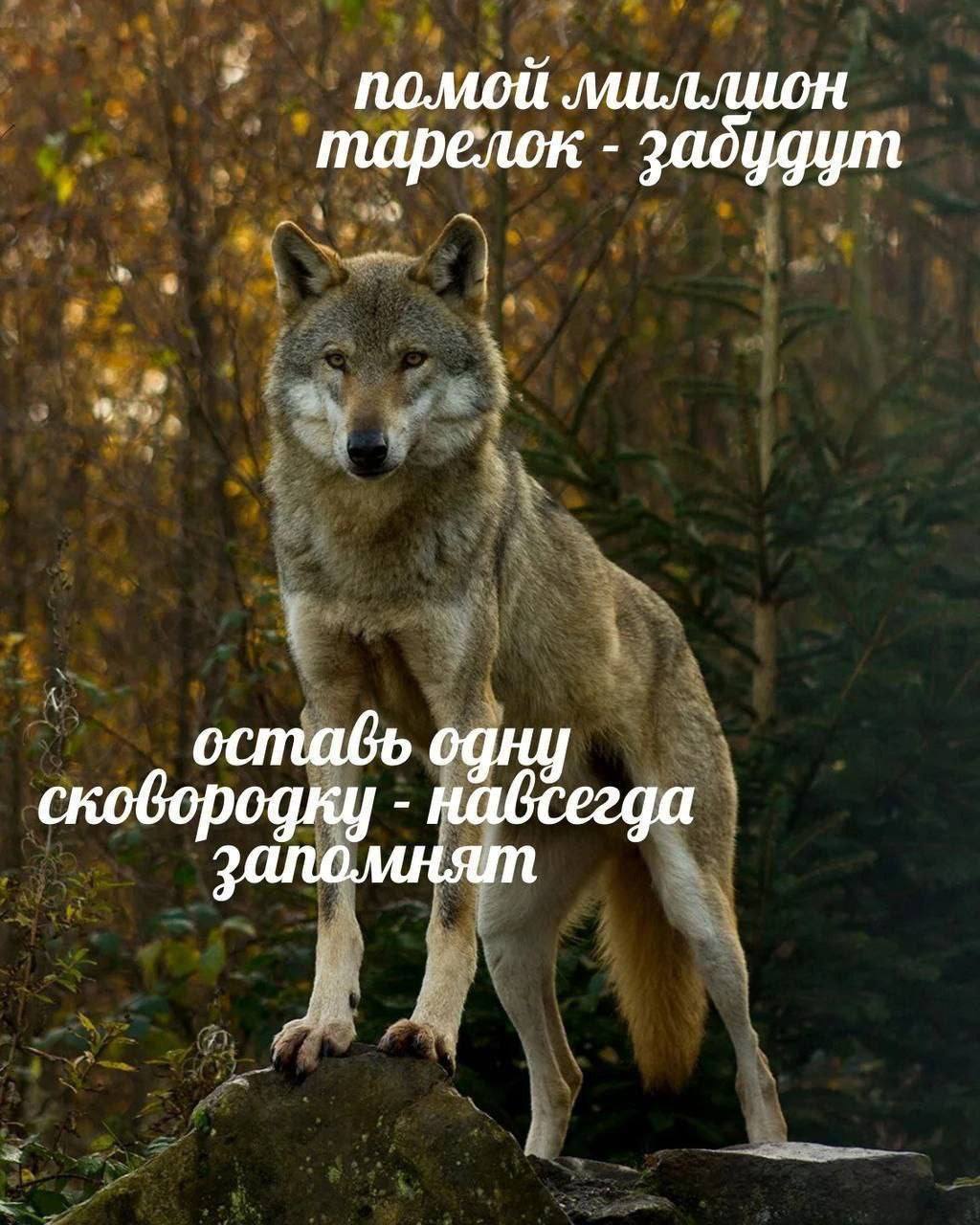 миллион тарелок оставь одну сковородку навсегда запомнят
