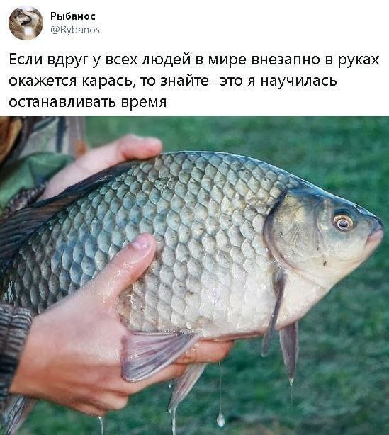 Рыбанос @Rybanos Если вдруг у всех людей в мире внезапно в руках окажется карась, то знайте- это я научилась останавливать время у
