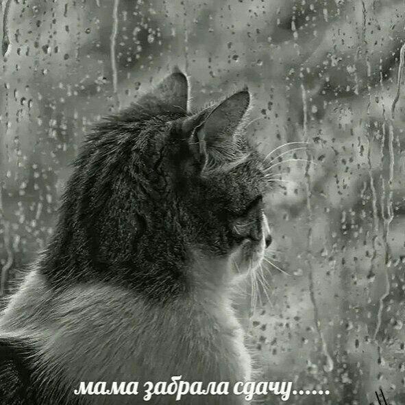 мама забрала сдачу
