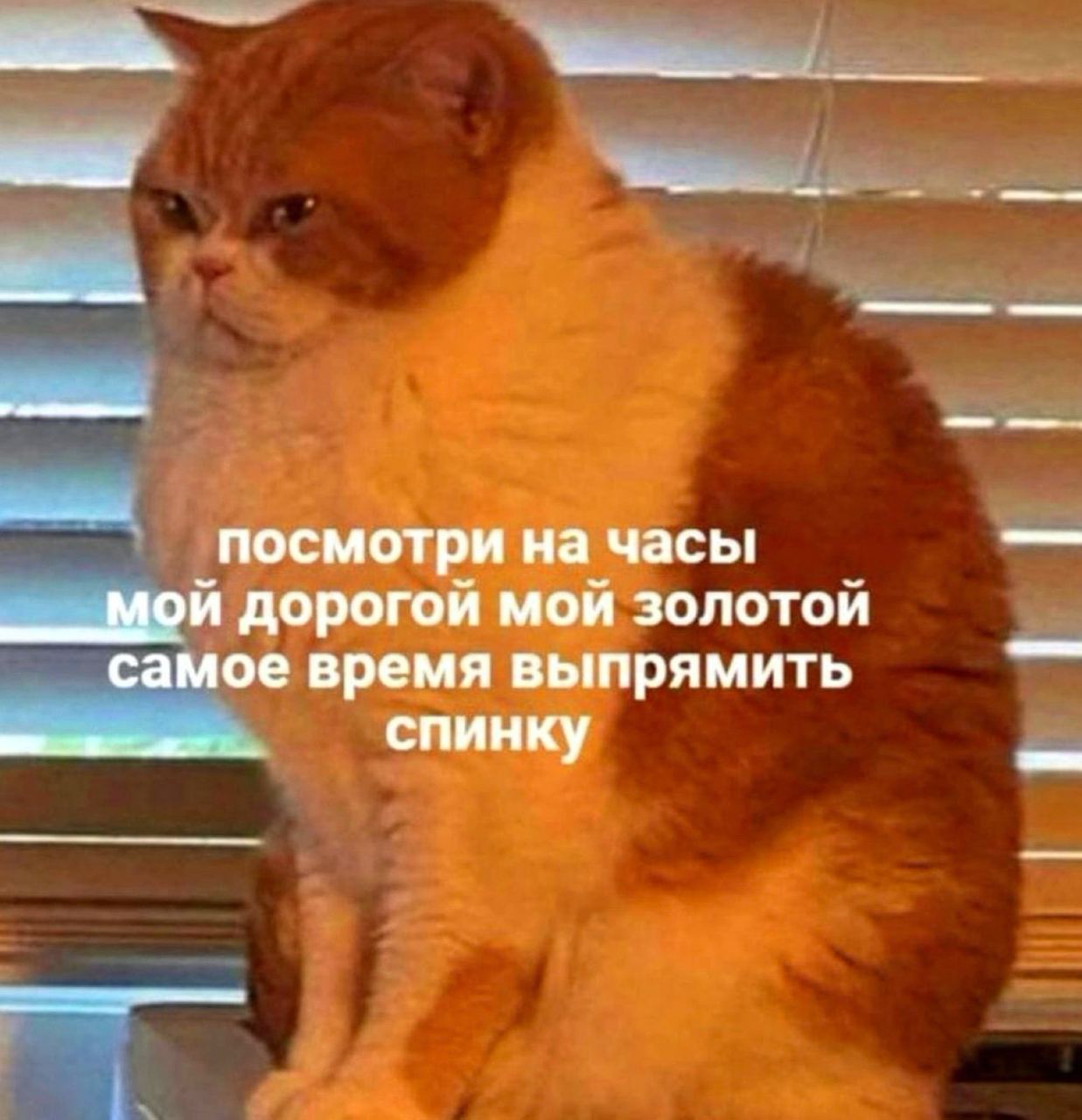посмотри на часы мой дорогой мой золотой самое время выпрямить спинку