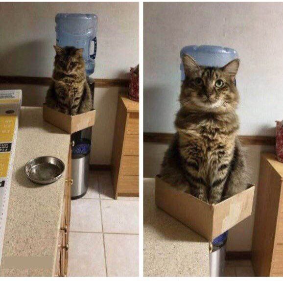 Упрощенная модель кота Шредингера