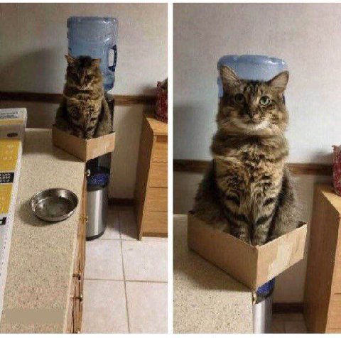 Упрощенная модель кота Шредингера