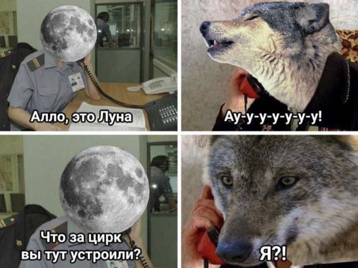 thay Алло, это,Л уна Ау-у-у-у-у-у-у! Что за цирк вы тут устроили? Я?!