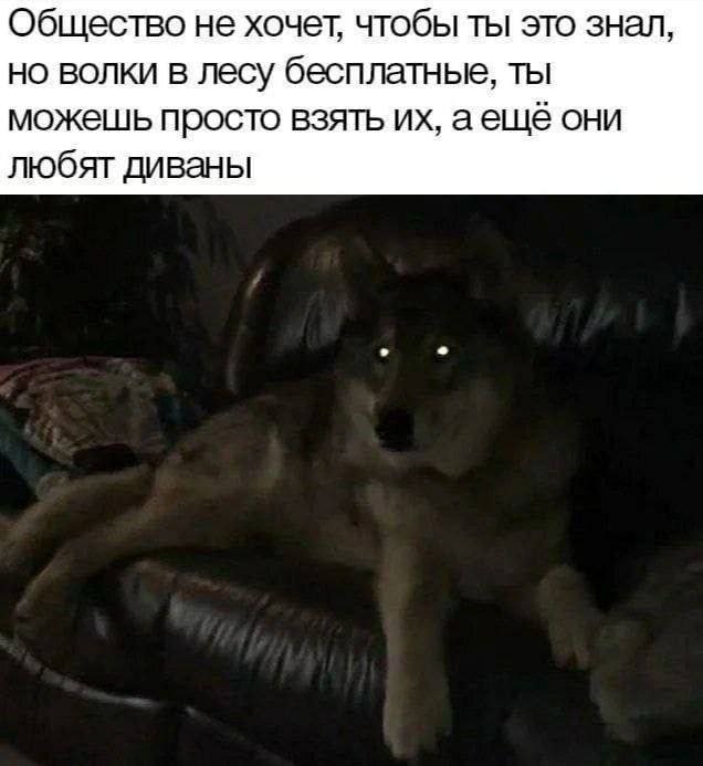 Общество не хочет, чтобы ты это знал, но волки в лесу бесплатнье, ты можешь просто взять аещё они любят диваны