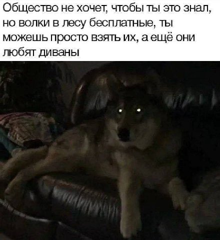 Общество не хочет, чтобы ты это знал, но волки в лесу бесплатнье, ты можешь просто взять аещё они любят диваны