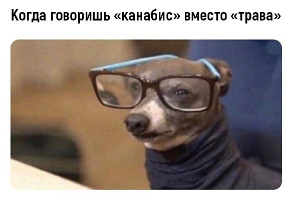 Когда говоришь «канабис» вместо «Трава»