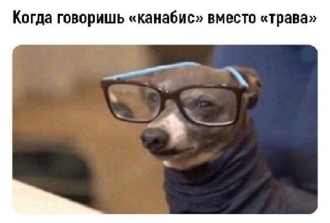 Когда говоришь «канабис» вместо «Трава»