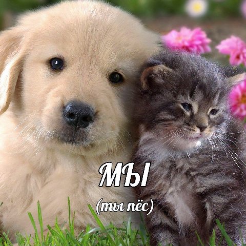 МЫ (mut