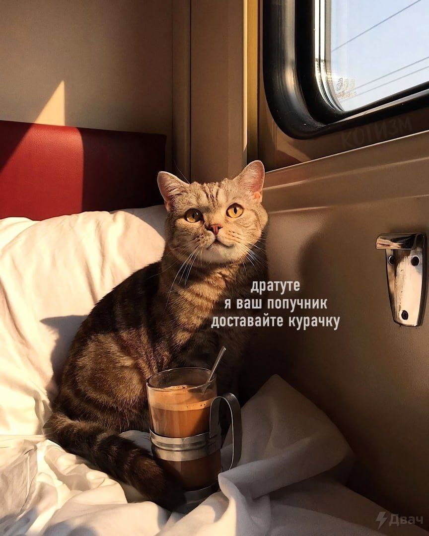 дратуте A ваш попучник доставайте курачку ТРУ