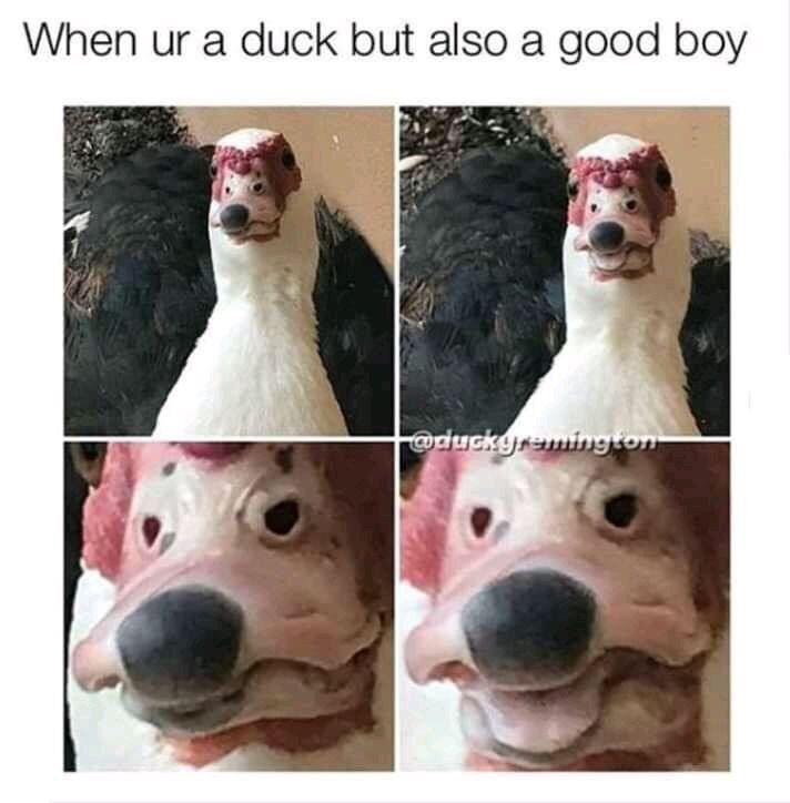 When a duck but also a good boy