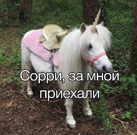 (3. орри, за мной приехали
