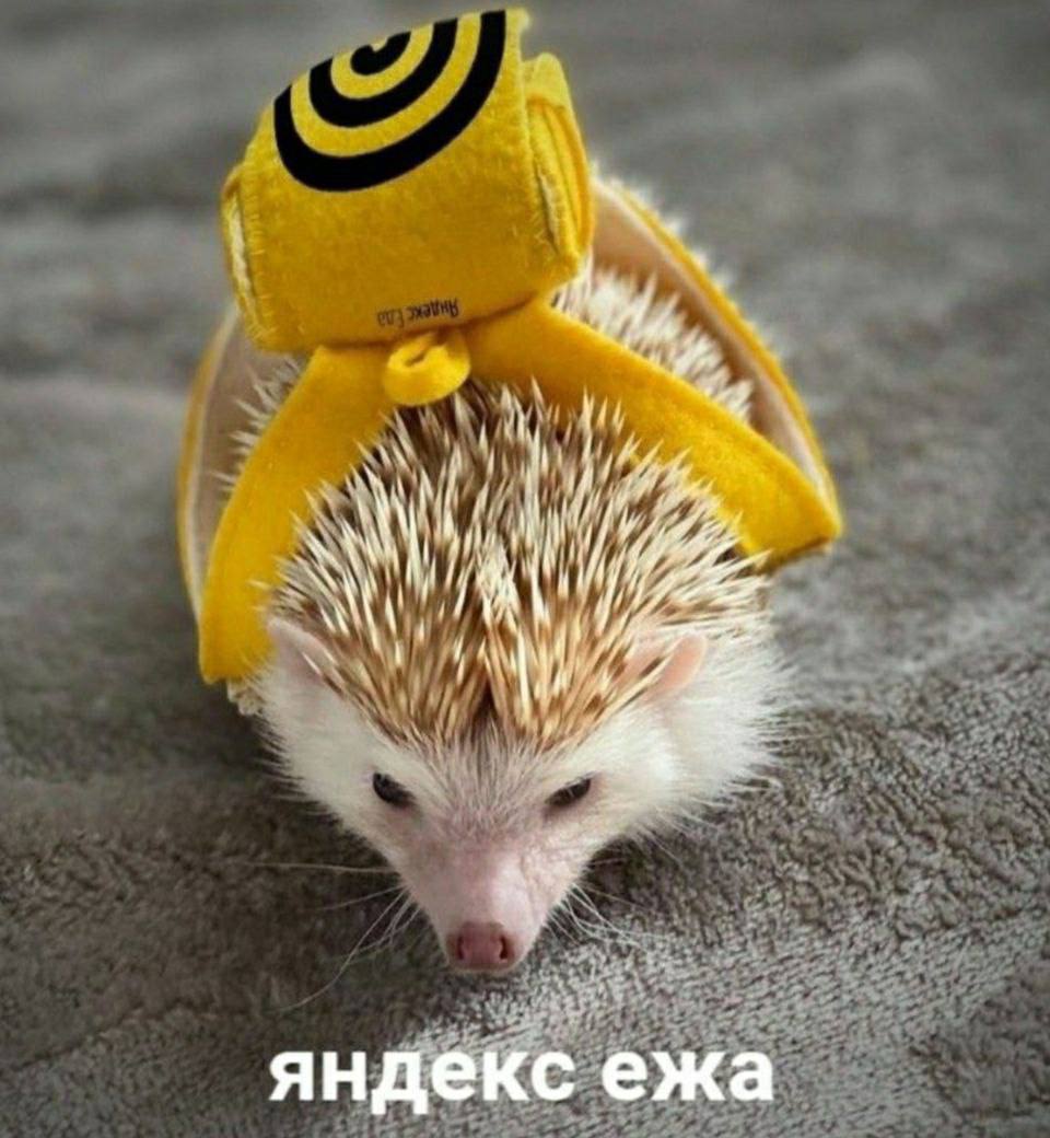 яндекс ежа