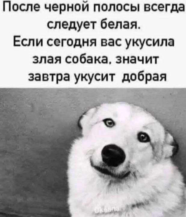 После черной полосы всегда следует белая. Если сегодня вас укусила злая собака, значит завтра укусит добрая 2.