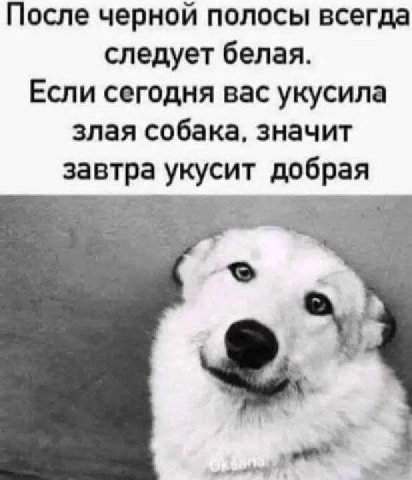 После черной полосы всегда следует белая. Если сегодня вас укусила злая собака, значит завтра укусит добрая 2.