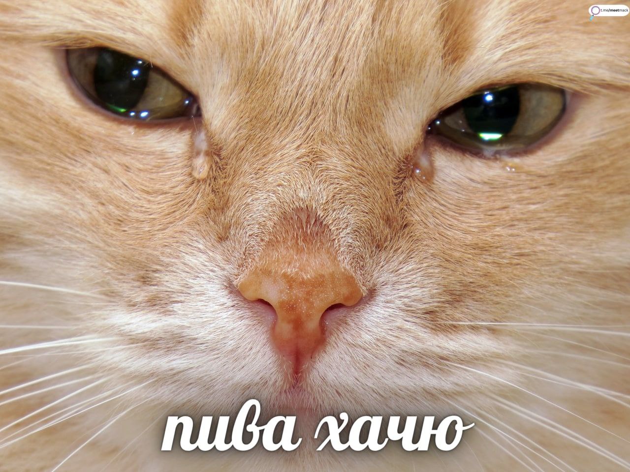 if a 7 в пива.
