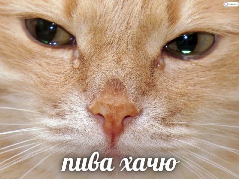 if a 7 в пива.