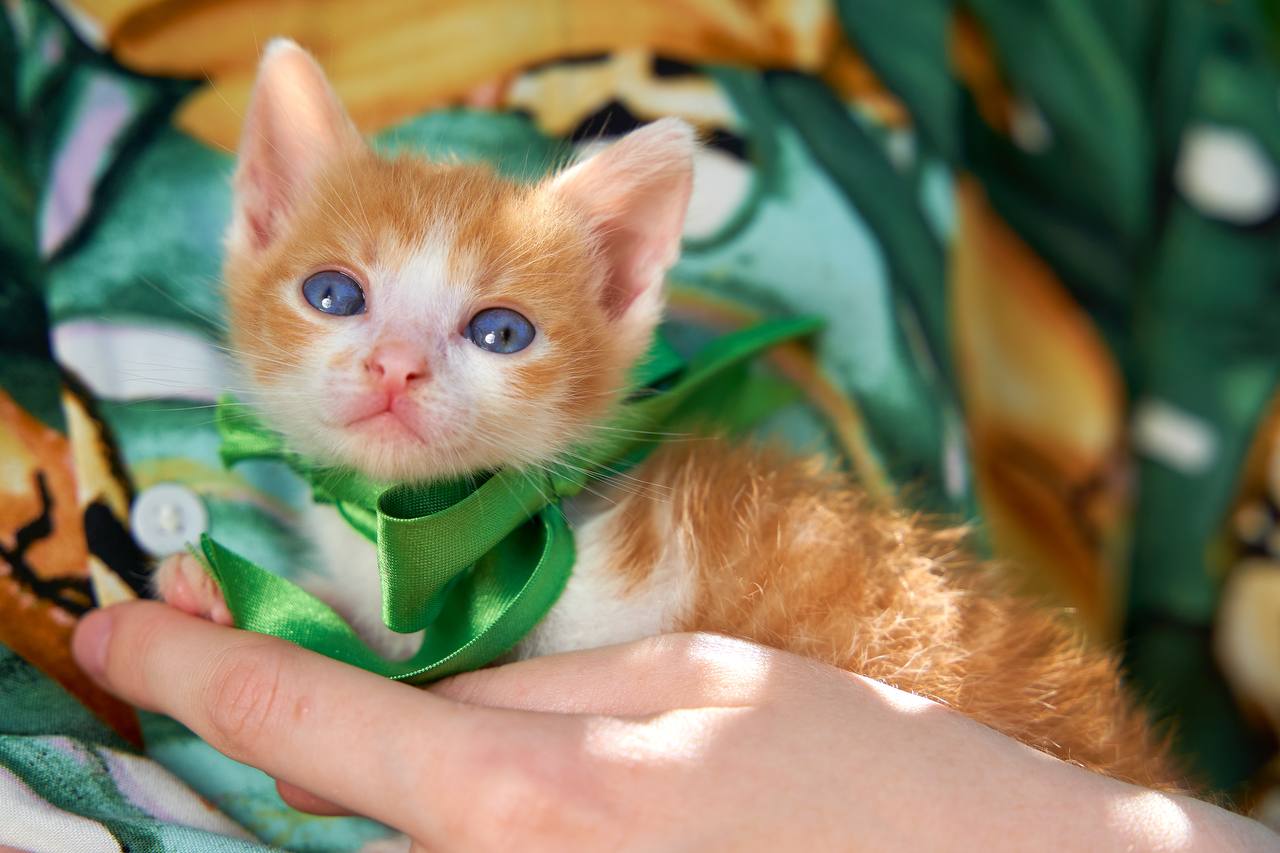 самые прекрасные котята ищут любящую семью! ❤️
были найдены новорожденными в мусорке, в жару, задыхающимися и умирающими от высокой температуры 😓

выкормлены, вылюблены, обработаны от паразитов! 
все