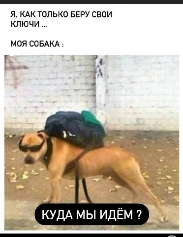 Я, КАК ТОЛЬКО БЕРУ СВОИ КЛЮЧИ МОЯ СОБАКА А КУДА МЫ ИДЁМ а