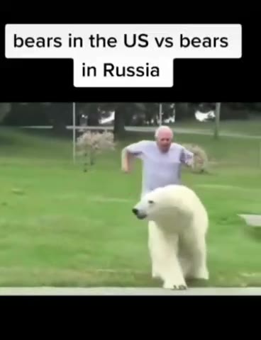 bears in the bears