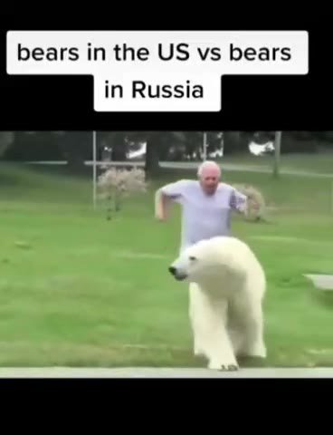 bears in the bears