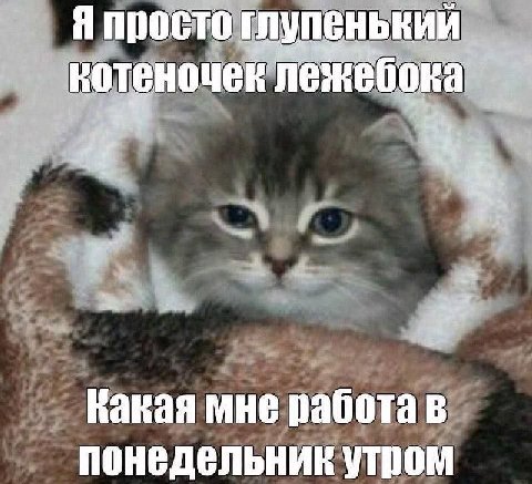 глупенький котеночек at Какая мне работа в понедельник утром