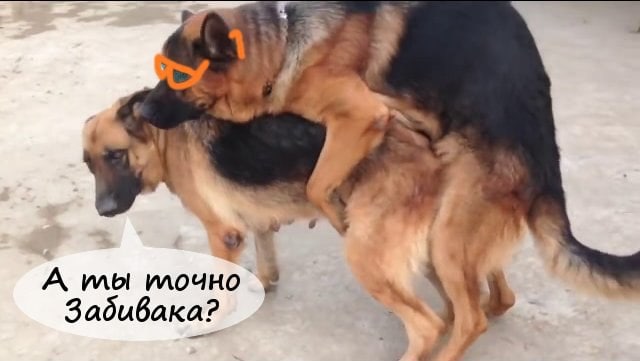 А mol Задивака?
