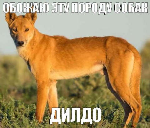 ЭТУПОРОДУ СОБАК