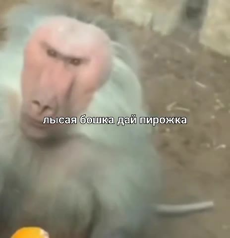 льгсаябошкадайпирожка р пвгсая тика а рожка ’ лысая бошкадайпирожка TICE ‘бошка ЕЙ ni pOrKiKa) =. болта [дай пирожка