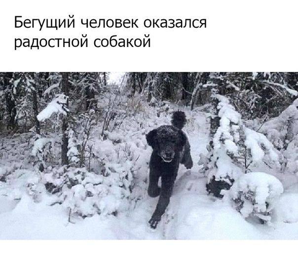 Бегущий человек оказался радостной собакой Я a i/