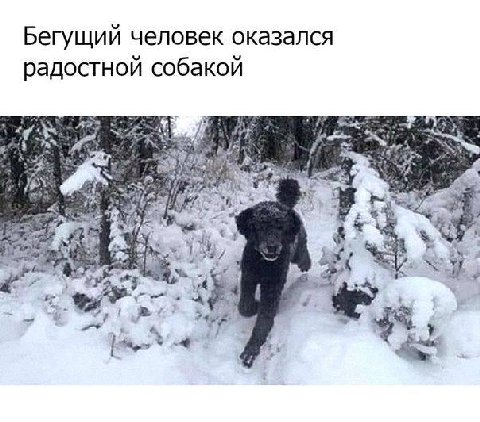 Бегущий человек оказался радостной собакой Я a i/