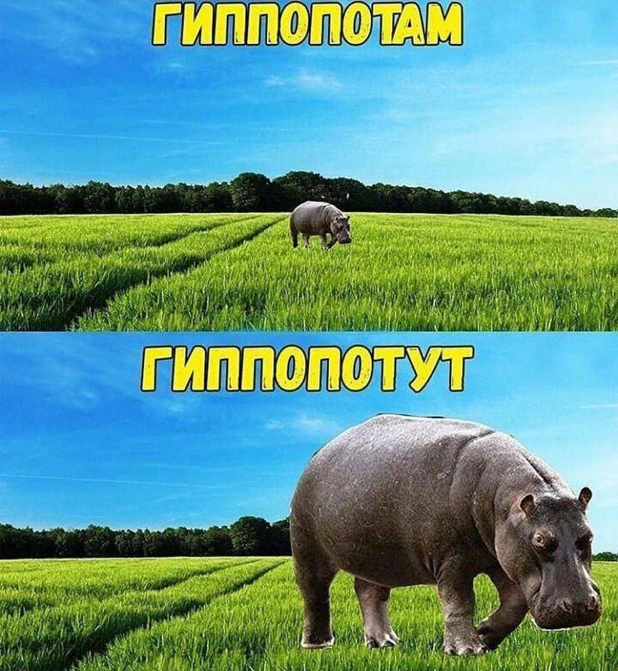 ГИППОПОТАМ